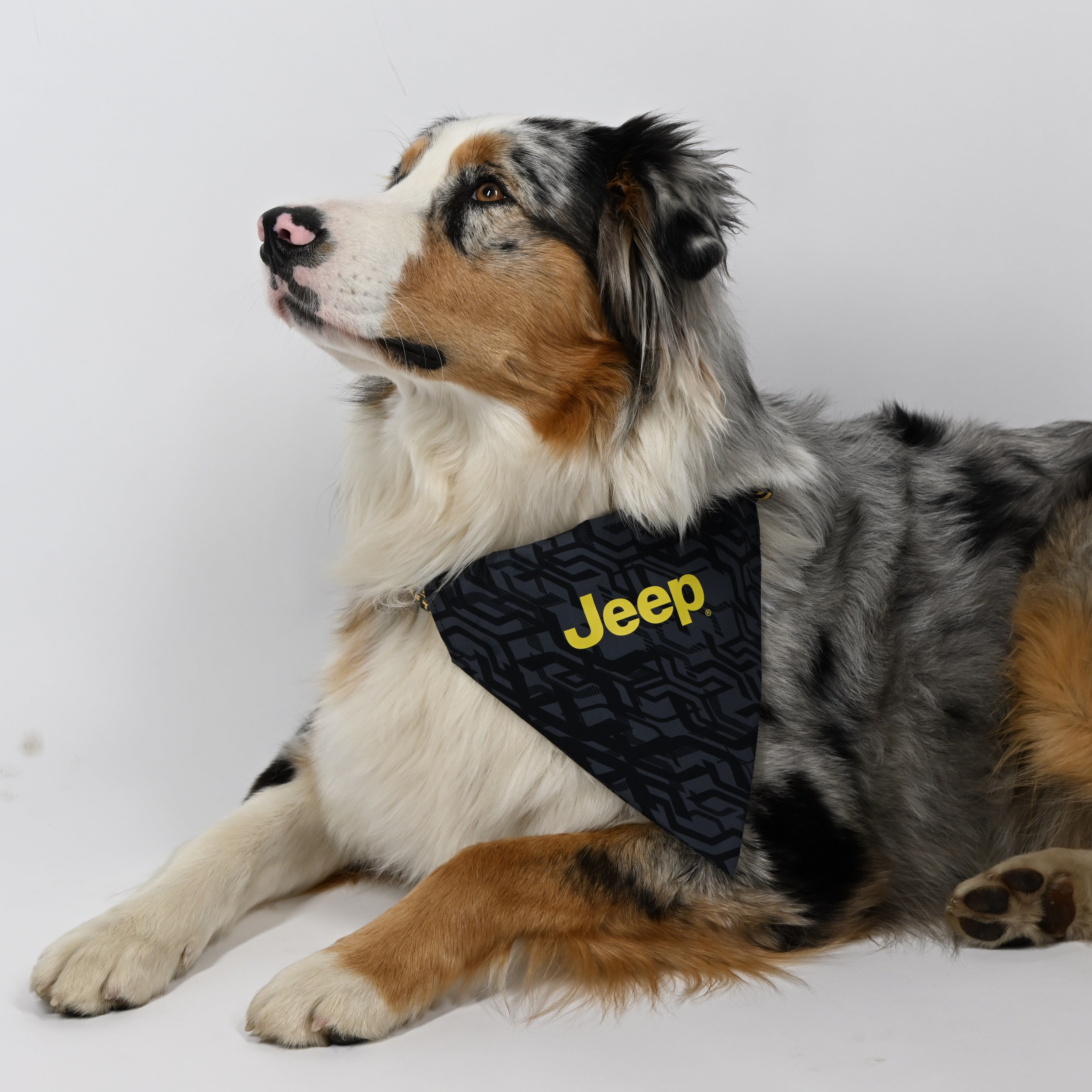 PET COLLAR - JEEP